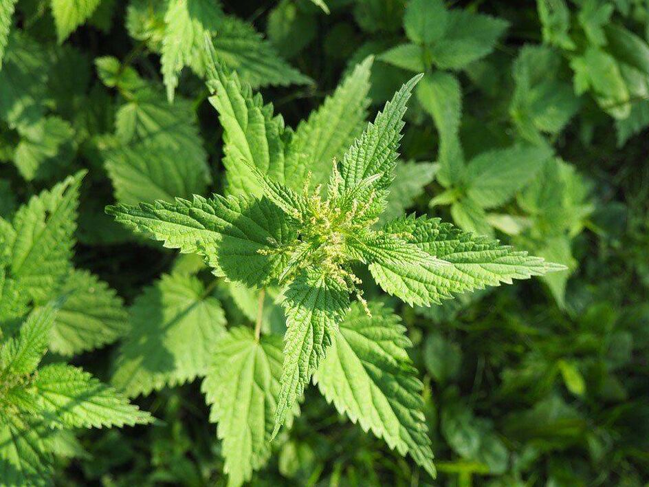 Nettle complements the beneficial properties of ginger, increasing potency